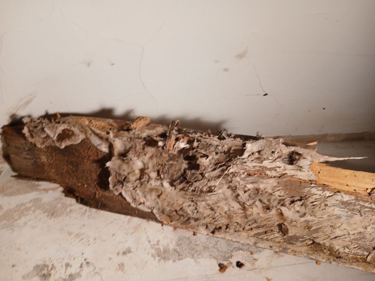 Mérule en sommeil derrière une pièce de bois après avoir supprimé les infiltrations